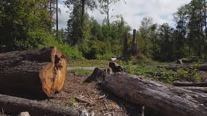 Best Utility Line Clearance  in Strathmore, NJ