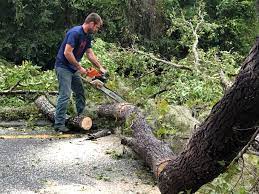 Best Hedge Trimming  in Strathmore, NJ