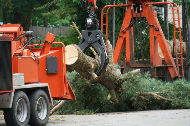 Best Hazardous Tree Removal  in Strathmore, NJ