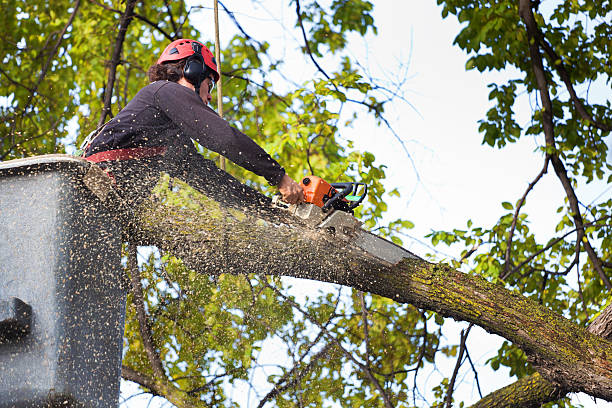 Best Lawn Disease Treatment  in Strathmore, NJ